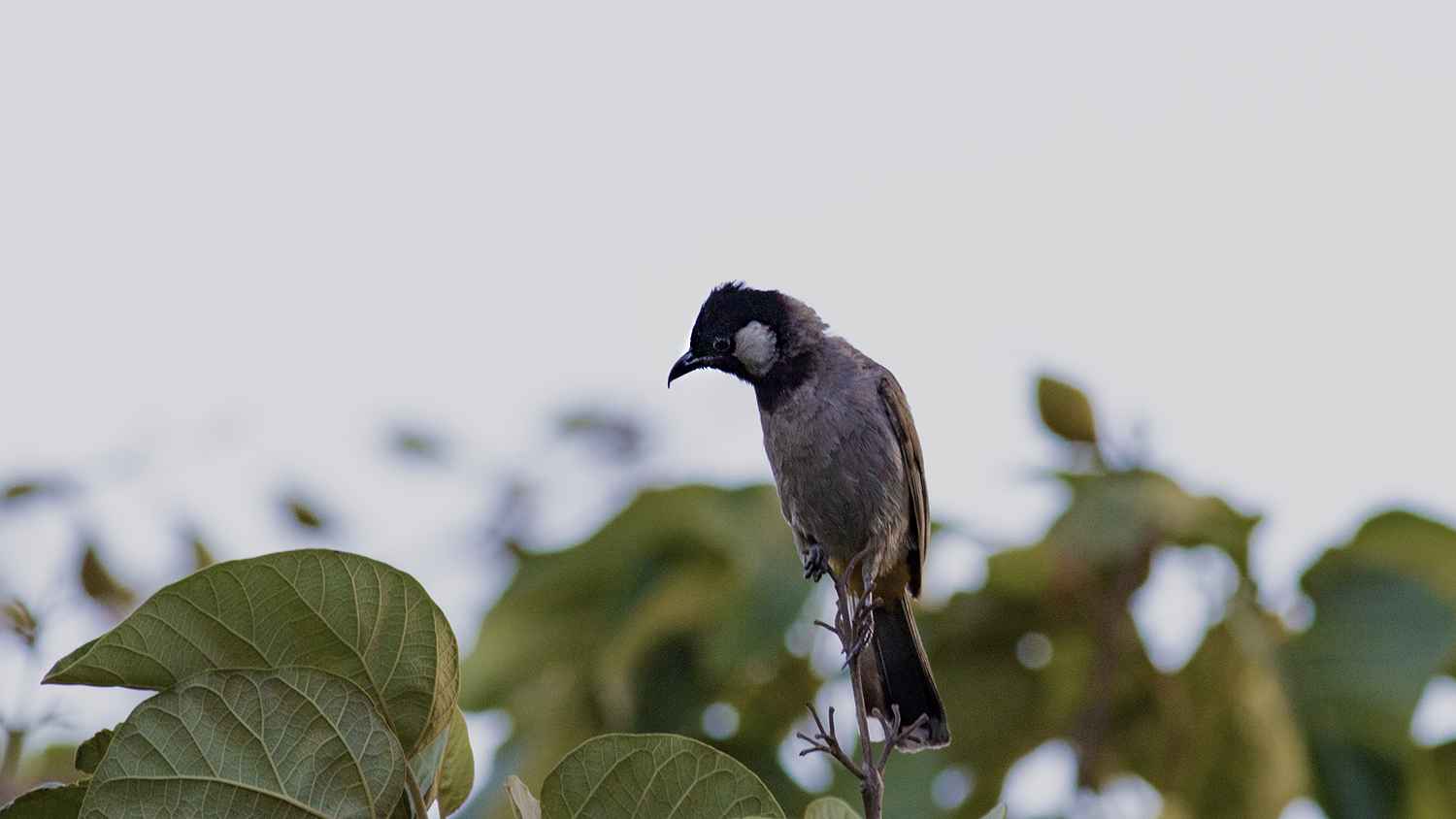 White-eared Bulbul